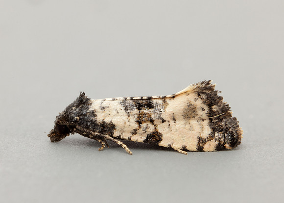 49.139 BF966 Cochylis atricapitana