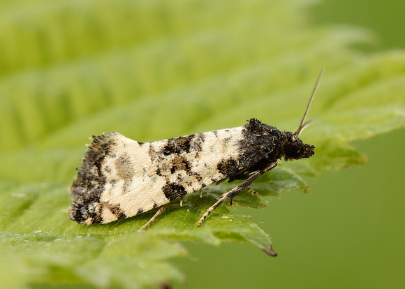 49.139 BF966 Cochylis atricapitana
