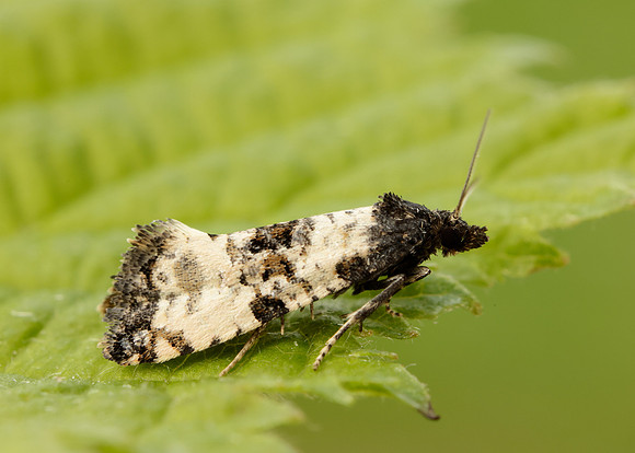 49.139 BF966 Cochylis atricapitana