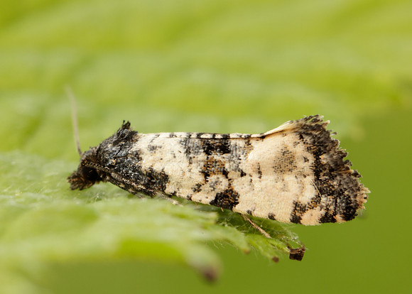 49.139 BF966 Cochylis atricapitana
