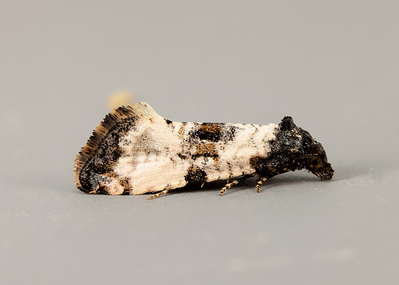 49.139 BF966 Cochylis atricapitana