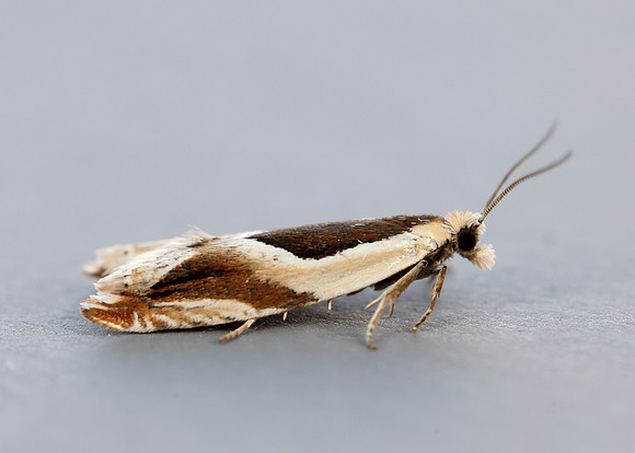 49.213 BF1127 Ancylis paludana