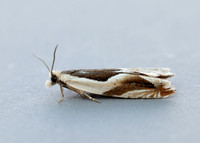 49.213 BF1127 Ancylis paludana