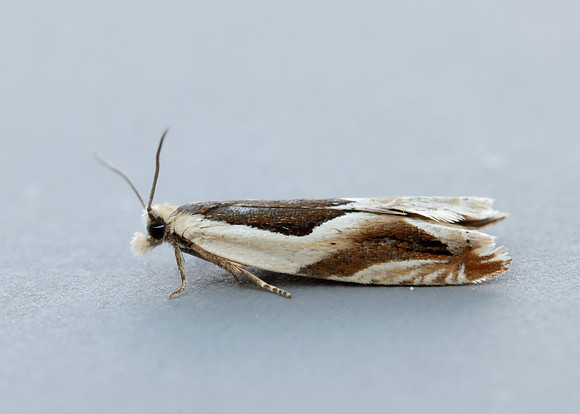 49.213 BF1127 Ancylis paludana