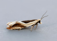 49.213 BF1127 Ancylis paludana