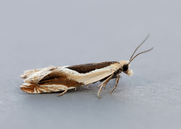 49.213 BF1127 Ancylis paludana