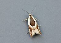 49.213 BF1127 Ancylis paludana