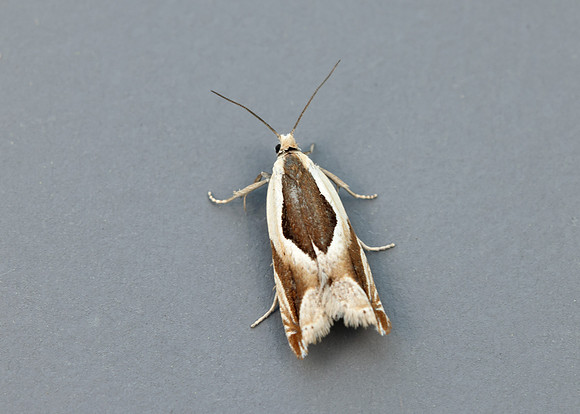 49.213 BF1127 Ancylis paludana