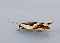 49.213 BF1127 Ancylis paludana