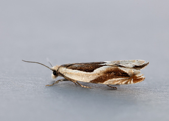 49.213 BF1127 Ancylis paludana