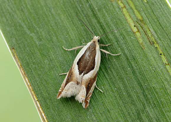 49.213 BF1127 Ancylis paludana