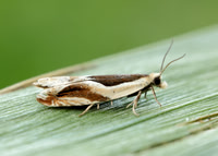 49.213 BF1127 Ancylis paludana