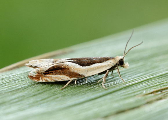 49.213 BF1127 Ancylis paludana