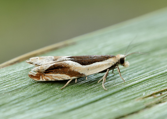 49.213 BF1127 Ancylis paludana