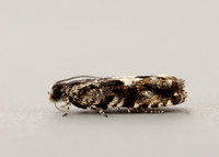 49.363 BF1228 Pammene argyrana