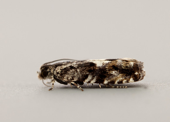 49.363 BF1228 Pammene argyrana