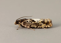 49.363 BF1228 Pammene argyrana
