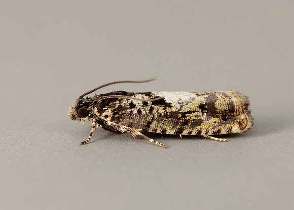 49.363 BF1228 Pammene argyrana