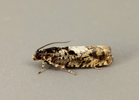 49.363 BF1228 Pammene argyrana