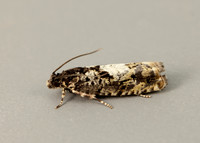 49.363 BF1228 Pammene argyrana