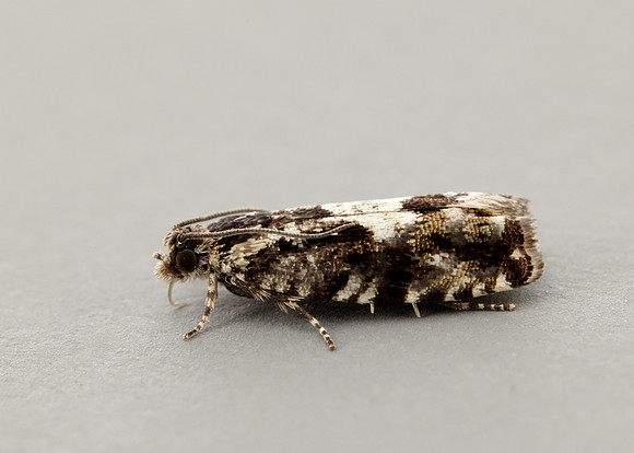 49.363 BF1228 Pammene argyrana
