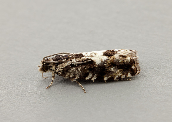 49.363 BF1228 Pammene argyrana