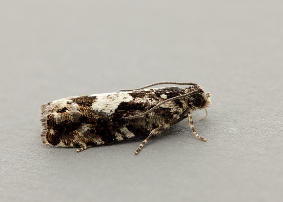 49.363 BF1228 Pammene argyrana