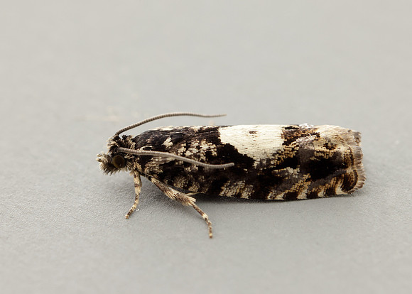 49.363 BF1228 Pammene argyrana