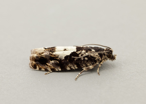 49.363 BF1228 Pammene argyrana