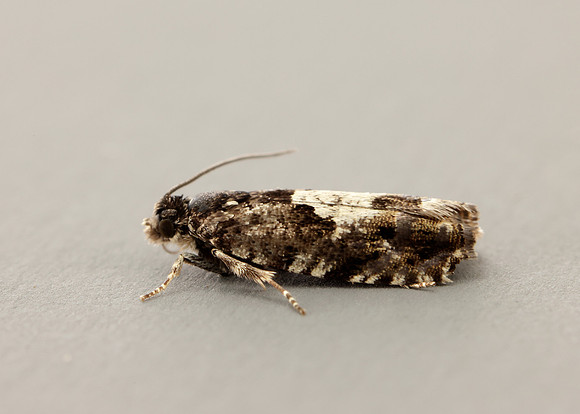 49.363 BF1228 Pammene argyrana