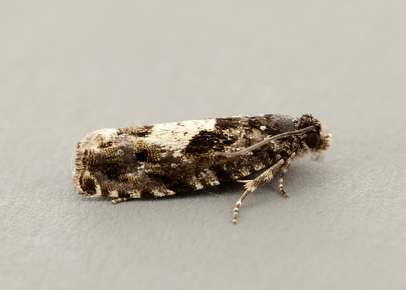 49.363 BF1228 Pammene argyrana