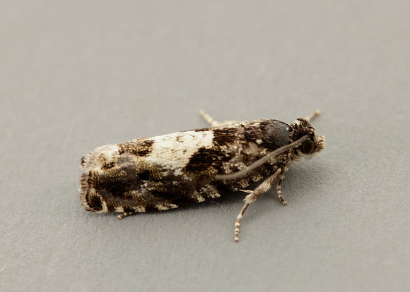 49.363 BF1228 Pammene argyrana