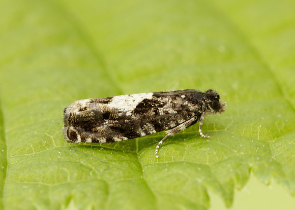 49.363 BF1228 Pammene argyrana