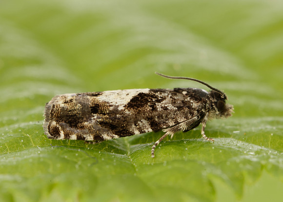 49.363 BF1228 Pammene argyrana