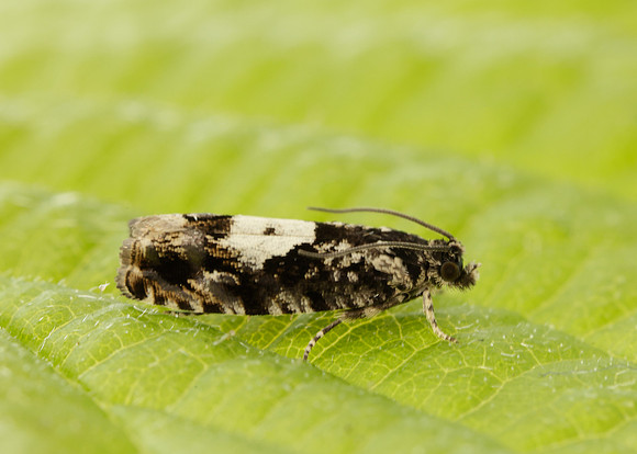49.363 BF1228 Pammene argyrana