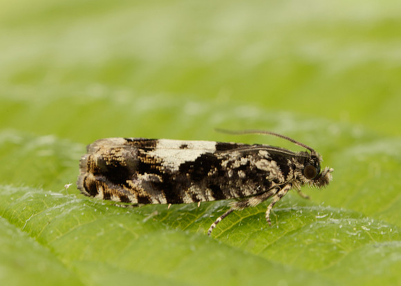 49.363 BF1228 Pammene argyrana