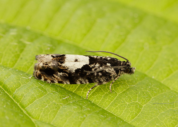 49.363 BF1228 Pammene argyrana
