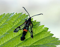 52.007 BF381 Large Red-belted Clearwing Synanthedon culiciformis