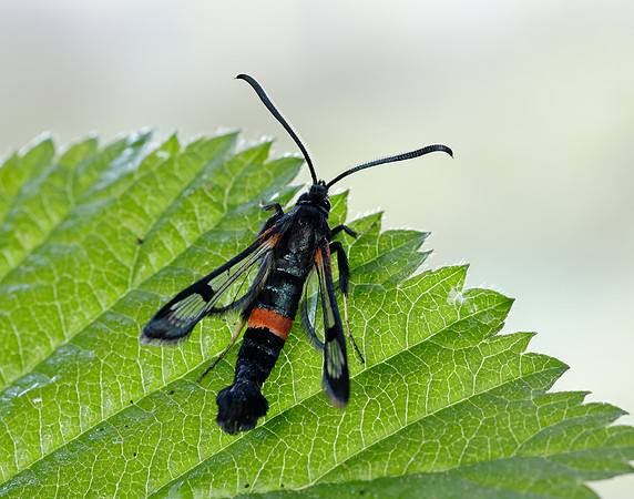 52.007 BF381 Large Red-belted Clearwing Synanthedon culiciformis