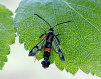 52.007 BF381 Large Red-belted Clearwing Synanthedon culiciformis