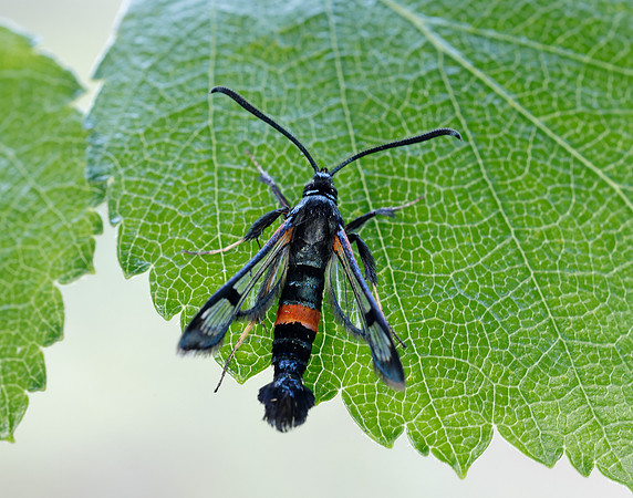 52.007 BF381 Large Red-belted Clearwing Synanthedon culiciformis