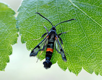 52.007 BF381 Large Red-belted Clearwing Synanthedon culiciformis