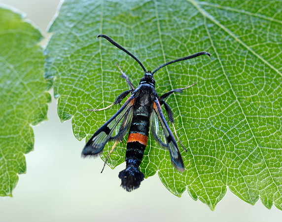 52.007 BF381 Large Red-belted Clearwing Synanthedon culiciformis