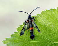 52.007 BF381 Large Red-belted Clearwing Synanthedon culiciformis