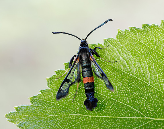 52.007 BF381 Large Red-belted Clearwing Synanthedon culiciformis