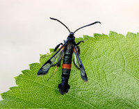 52.007 BF381 Large Red-belted Clearwing Synanthedon culiciformis