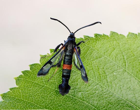 52.007 BF381 Large Red-belted Clearwing Synanthedon culiciformis