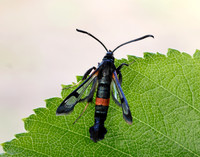 52.007 BF381 Large Red-belted Clearwing Synanthedon culiciformis