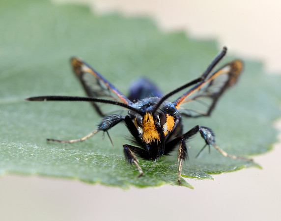 52.007 BF381 Large Red-belted Clearwing Synanthedon culiciformis