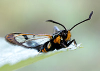52.007 BF381 Large Red-belted Clearwing Synanthedon culiciformis
